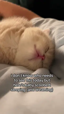precious little baby 😭 found this yesterday while lookin at baby clips!! #fypppppppppppppppppppppppppppppp #doobscoobgoob #catsoftiktok #fypシ゚viral 