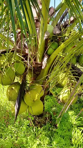 Sản phẩm BUNG LƯỠI MÈO CHAI 500ML SỬ DỤNG CHO DỪA GIÚP CHO DỪA SỚM RA LƯỠI MÈO TĂNG ĐẬU TRÁI CHỐNG RỤNG TRÁI NON VÀ NỨC TRÁI #nongnghiep #lua #trongcay #DUA #saurieng 