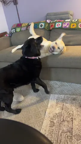 Happy Monday#dogsoftiktok #lovemylabrador #labrador 