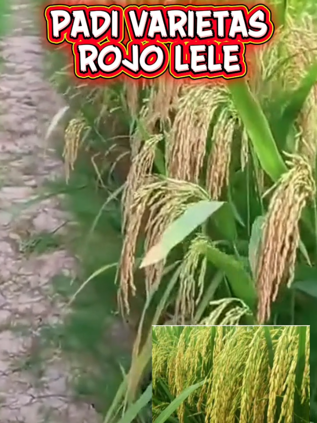 ( 5 kg  ) Benih padi unggul varietas Rojo lele, padi legendaris yang rasa nasinya pulen dan wangi.  #padirojolele #benihpadi #nasipulenwangi 