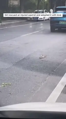 Poor squirrel . #rescue #animals #squirrel #pet #story 