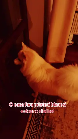 Corect? #fyp #doglovers #kinderpuppy #fy #romania 