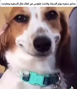 😹😹😹#طششونيي🔫🥺😹💞 #اكسبلور #مشاهدات #لايكات #creatorsearchinsights 