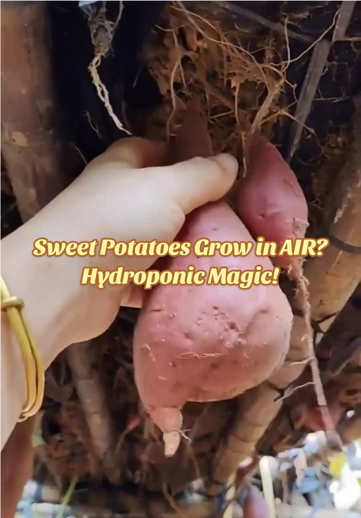 Sweet Potatoes Grow in AIR? Hydroponic Magic!#planttips #tiktokhacks #gardeningtips #vegetablegardening #plants 