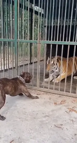 #CapCut #shorts #tiktok #viral #ai 