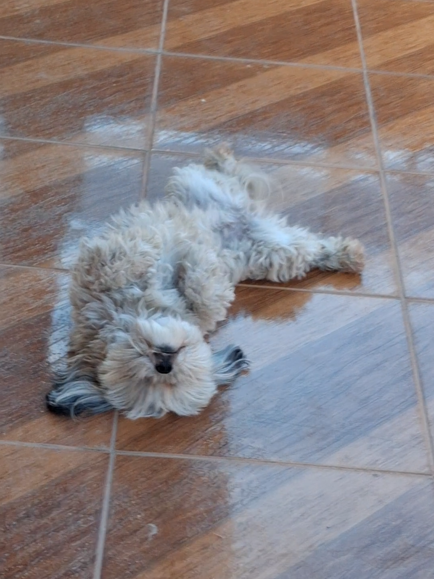 Alguém mais tem uma Zoe em casa?  #dog #cachorro #viral #amor 