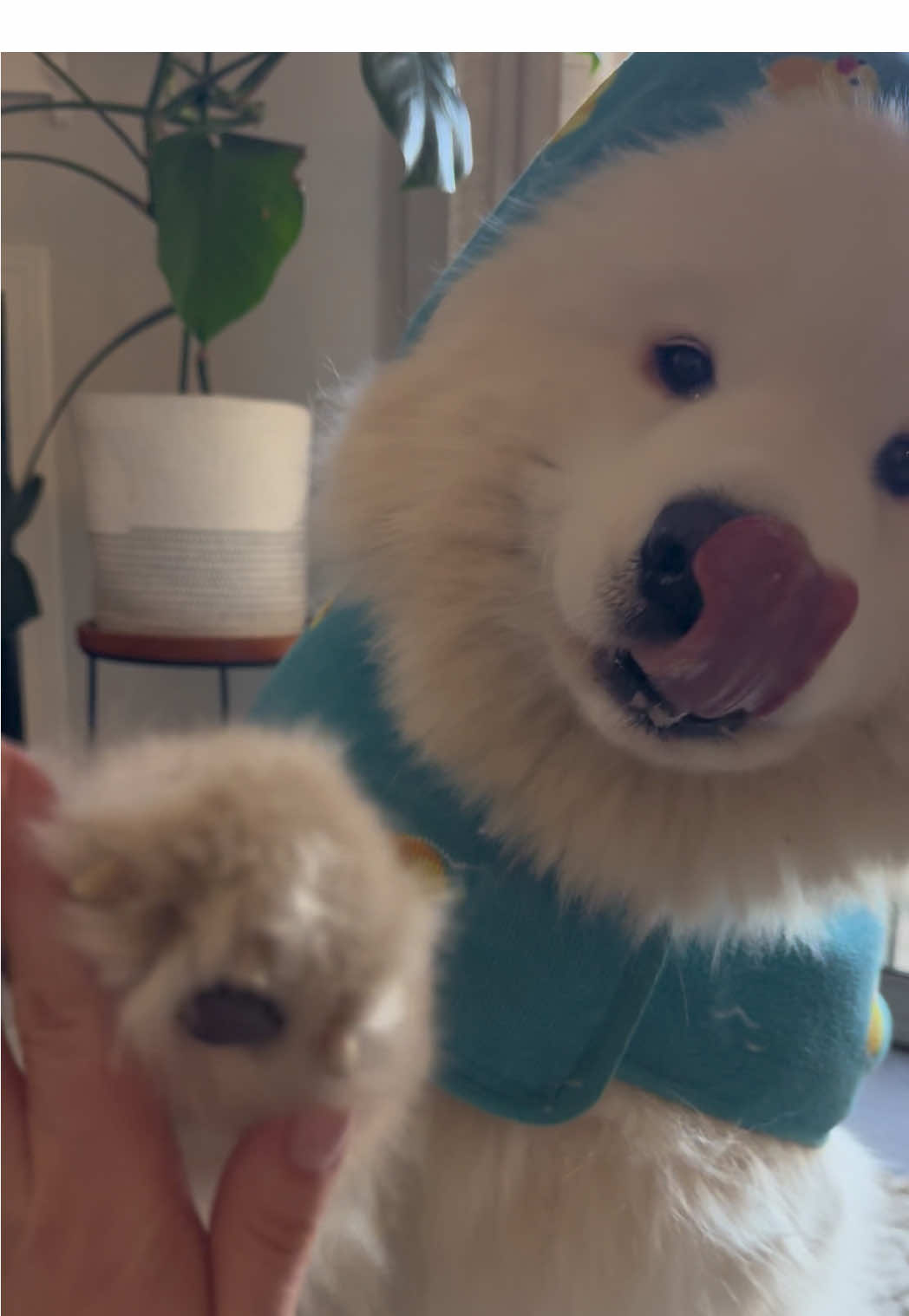 Post swimmies awOoos and crunchies  #samoyed #fluffydog #dogasmr #contentcreator #smallcreator 