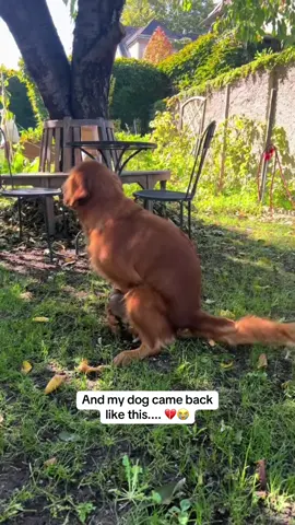 💔😭😭 #pregnancy #boyfriend #police #vet #dog 