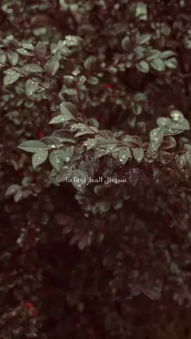 يأتي المطر ليُخبرنا أن الحزن لا يقيم طويلًا