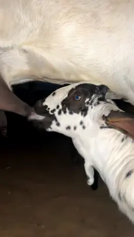 #مشاءالله_تبارك_الله #بسم_الله_ماشاء_الله #بيشيات #غنم_صنف #كحل 