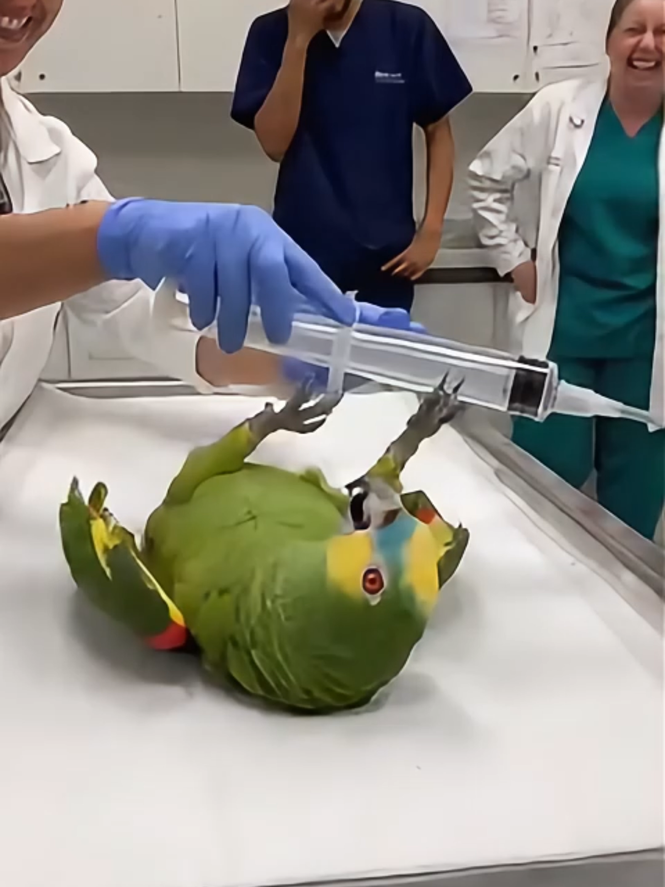This parrot saw ONE syringe and started confessing to crimes 💉🦜 “Wait! I know my mistakes! It’s just vitamins, right? I’LL EAT IT!” 💀 #realshocklens #Parrot #FunnyAnimals #VetTok #SavageParrot #AIComedy #ParrotComedy #VetVisit #PetTok #BirdTok #ViralShorts #Comedy2025 #NeedlePhobia #Overdramatic