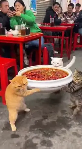 Three Cats Carrying Spicy Soup… On Two Legs! 😹🔥🍜 #c#catsf#funnycatsc#catsoftiktokv#viralf#fypシ       