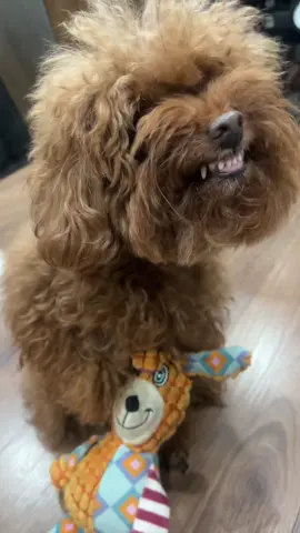 Tính mượn gấu bông của bã chút mà bã quạo #poodle #bunquystoc #cunyeu #dog 