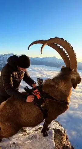 The jumping ability of these mountain goats is insane! #animal #animals #pets #fyp #viral 