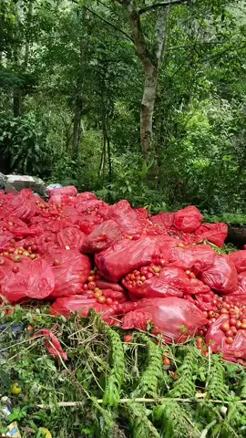 kasian tomatnya #fyp #kotamkssr #tiktokers 