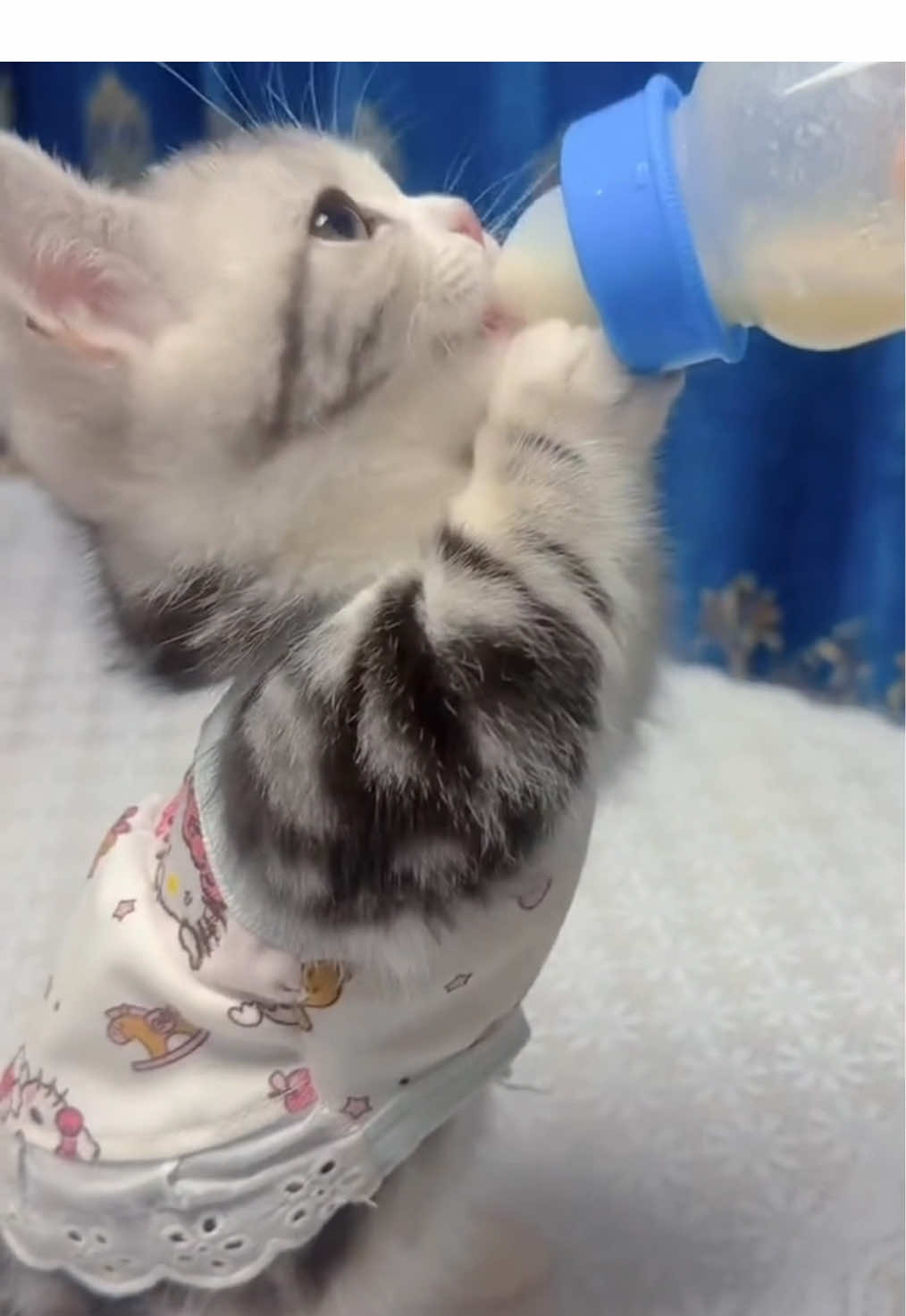 Time to eat! 🥣#kitten #cute #cat #pet 