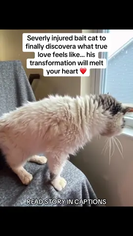 When rescuers found him, was more ghost than cat ribs jutted through fragile skin, open wounds covered his body, and his eyes… they looked like they had forgotten what kindness felt like 😢. They named him Mr. Banks. He had been used as a bait dog in a brutal underground ring 😡. His role? To suffer. To be torn apart so others could “train.” He was never meant to survive. But when a rescuer reached out, Mr. Banks didn’t growl. He didn’t flinch. He licked their hand — a whisper of hope: “I’m still here.” 🙏 At the animal hospital, reality was grim. His organs strained, his joints swollen, infection setting in. The vet team admitted, “He may not make it…” But they refused to give up. They fed him carefully, treated his pain, and added one thing to his meals: TAILY COLLAGEN 🍲✨. That’s when the miracle began. 🧬 His wounds started closing faster. 🐕 Bald patches grew back with soft fur. 💪 Muscles rebuilt. 🧊 Swelling in his joints eased. And then, one morning… Mr. Banks wagged his tail. From that moment, his recovery wasn’t just medical — it was transformational. He walked again. He played again. He trusted again 🥹. Volunteers cried as the dog once broken by cruelty… began pressing his nose into their palms, asking for affection. Then came the day that sealed his new life forever. A family came to meet him. They didn’t rush. They sat quietly on the floor. Mr. Banks sniffed, stepped forward, and gently laid his head in their lap. One paw on her knee 💞. That was the moment. He had chosen them. Today, Mr. Banks is unrecognizable. ☀️ A yard to run in. 🎾 A toy bin full of squeakers. 🛋️ A soft bed (though he loves the couch more). And a little boy who calls him his “guardian angel.” 💖 The scars remain, but now they’re badges of survival. And the secret behind his transformation? TAILY COLLAGEN. 👉 It didn’t just speed up his healing. It gave him his second chance at life. 🐾 The same collagen that rebuilt Mr. Banks is available now on Amazon. ✅ Vet-trusted. Rescue-proven. Mr. Banks approved. 📦 🛒 [Taily Collagen – available on Amazon now!] #catsoftiktok #catlover #cat #animalrescue #catrescueandsanctuary 