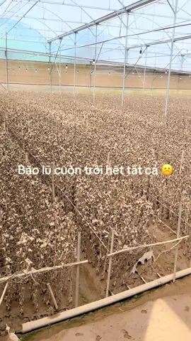 Makoto mùa bão lũ