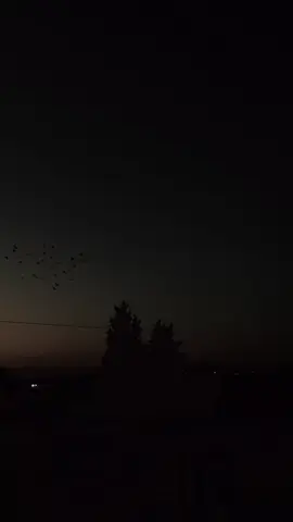 طيور زواجل واحد عراق #شعب_الصيني_ماله_حل😂😂 #زواجل_الموصل✌ #زواجل #ترند #fyp [laughwithtears][laughwithtears][thinking][weep][wronged][embarrassed][cry][smile][astonish][greedy][angel][evil][disdain][stun][nap]