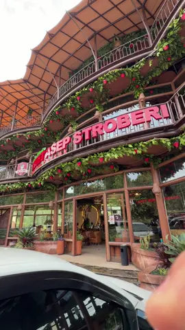 #مطعم #الفراولة #بونشاك #اندونيسيا 