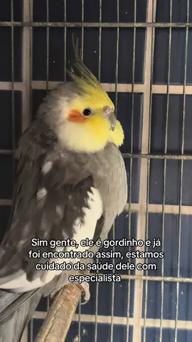 #passa #calopsita #pet #fy #fypシ 