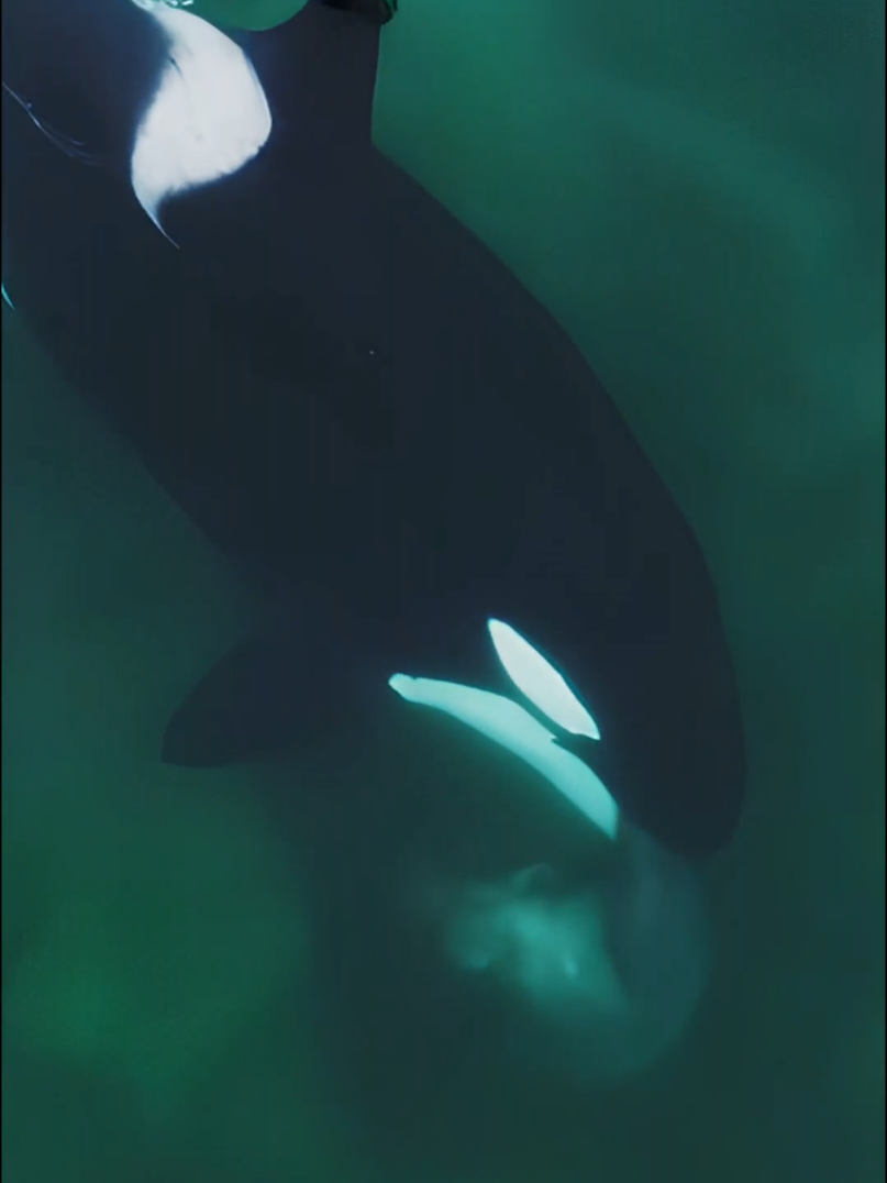 Orcas close in on a lone seal — a desperate fight for survival begins. #killerwhales #orca #predator #ocean 