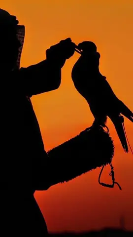 #مجرد________ذووووووق🎶🎵💞 #000hayaah #المشاهدات #ذؤق_💙_ؤآبدآع_💙_💙_جميل_💙_ؤرعہهہہ💙_ #المشاهدات 