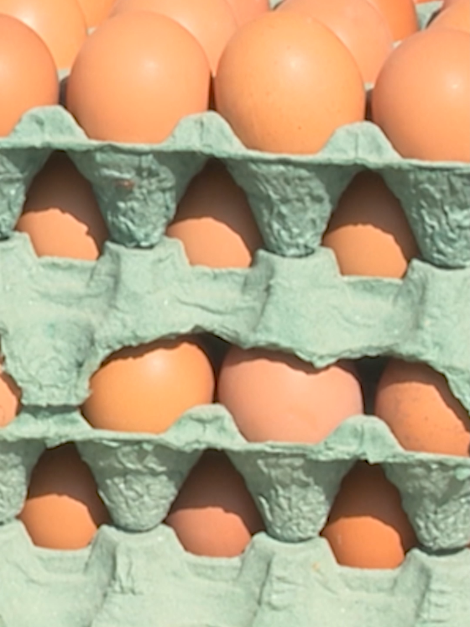 أسعار البيض في بغداد 