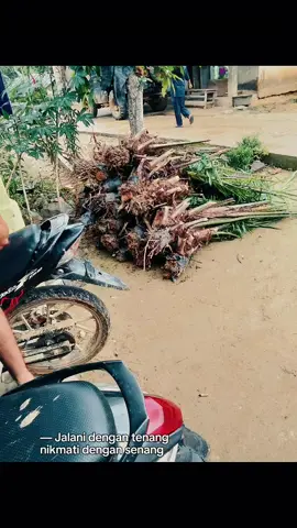 #sawitontiktok #petanimilenial 