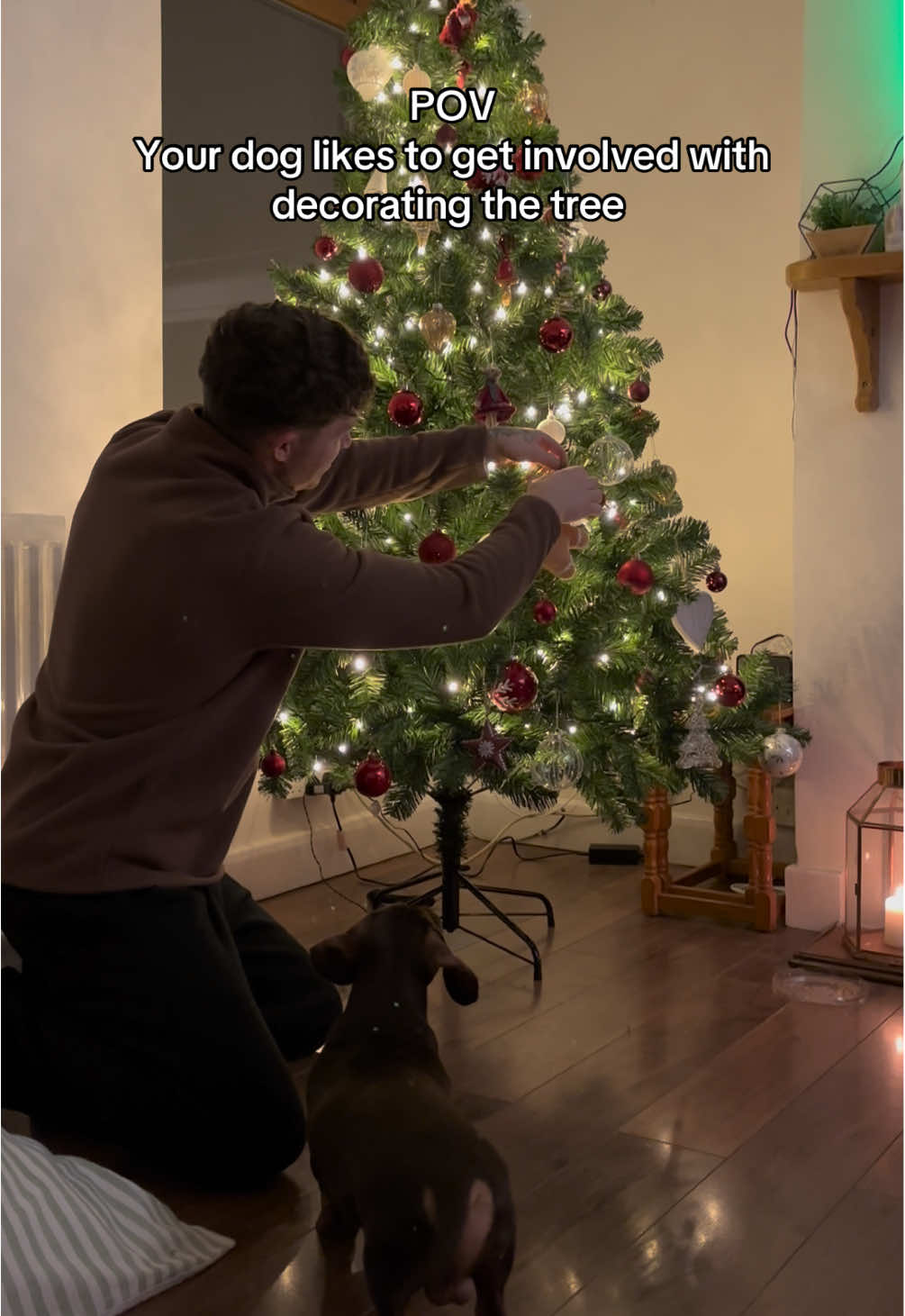 His tail wags 🥹 #fy #dachshund #pet #dachshundsoftiktok #sausagedog 