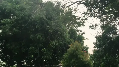 love the sound of rain  #rain