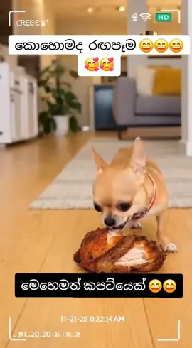 #trendingvideo #trending #funny #doglover #viralvideo 😄😄😄😄🙄🙄🙄  මෙහෙමත් රගපාන බව්වෝ දැකලා තියෙනවද..