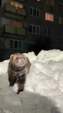 #ferret #хорёк #capcut 