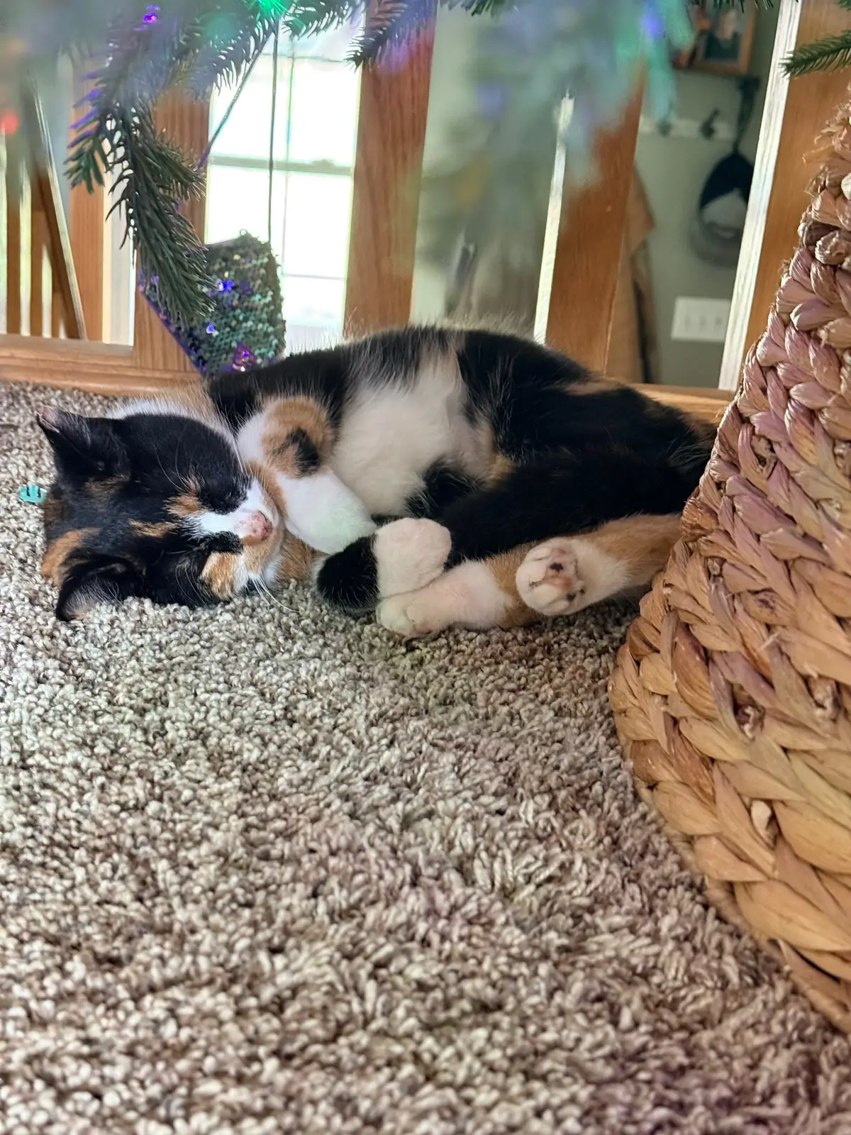 We added a new family member and she’s adorable! Everyone say hello to Ginger ❤️ #kitty #petlover 