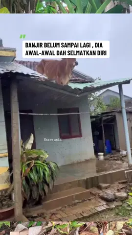 Awal dio pindoh , kito tgh kalut2 nyo rukah naik cetenk dok situ😂#fyp #banjir2025 