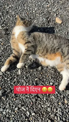 #foryoupage #viraltiktok #subi_sudha 