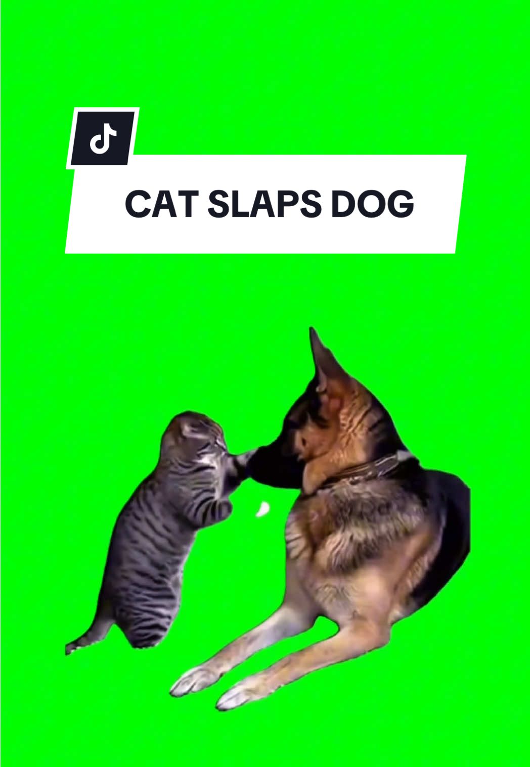 CAT SLAPS DOG  #meme #greenscreen #fyp #trend #viral 