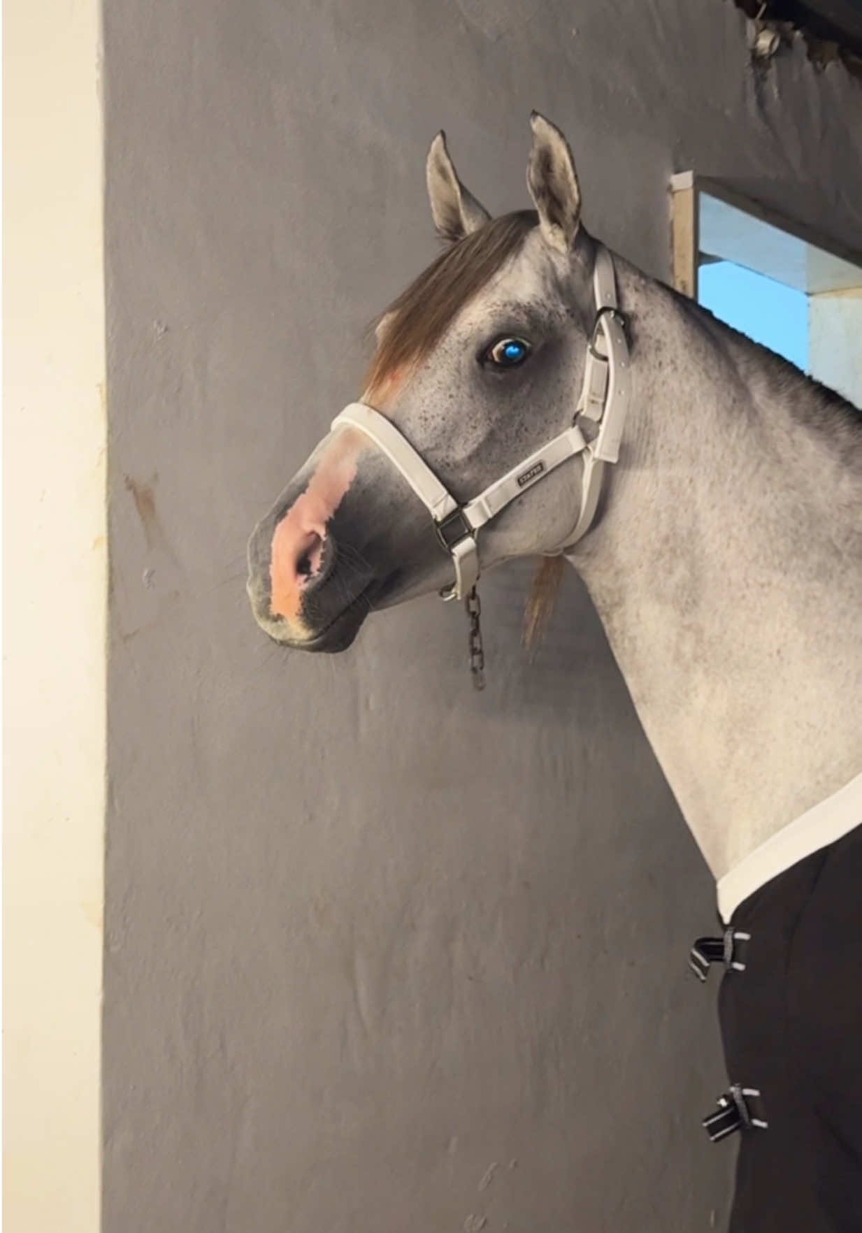 #lynn_zein My King🤍👑