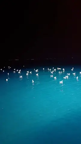 #القبطان👮‍♂️🦅🇪🇬⚓ #البحارة_⚓🌊🐟🐬 