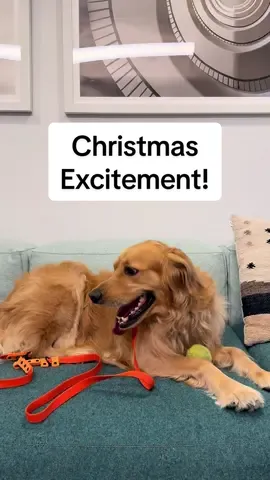Panting out of excitement✨ Like for more! #dogs #dogchristmas #pets #pettok #puppy 