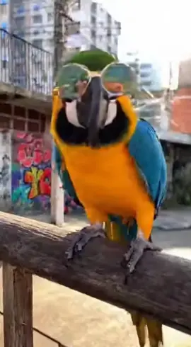 #PapagaioDoido #PapagaioCobrador #Criaturaaa #caloteirodopoleiro 