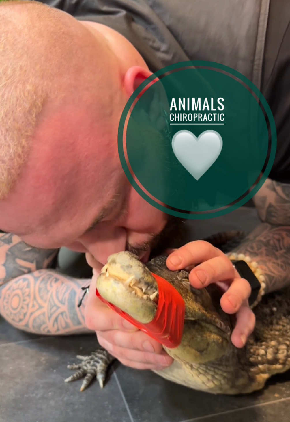 Crocodile with back pain 🥹🥹 • • • #foryou #asmr #animals #chiropractortiktok #hundeauftiktok 