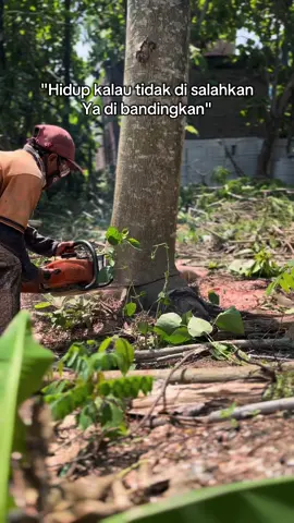 sengonan rien bos, jatine nembe sepi 🤙🏻 #sengonbalap #fypシ #bakulkayu #sengonsolomon 