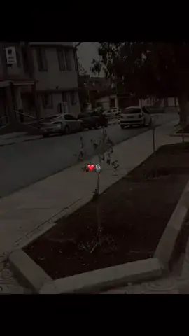 #تيارتية_و_نموووت_عليكم___قانون🍯💘 #شعب_الصيني_ماله_حل😂😂 