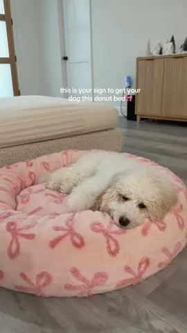 I finally found a cute dog bed that keeps my dog calm🩷 @Lesure Pet #TikTokShopBlackFriday#tiktokshopcybermonday #lesurepet #dogdonutbed #calmingbed 