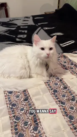 #cat #cutecat #catmomlife #catlover 