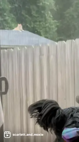 #dogsoftiktok #minischnauzer #funnydogs #dogs #sassydog 