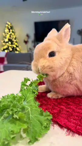Bubby bunn morning 🥬🐰 with a little asmr  #bunny #bunnies #bunniesoftiktok #morningroutine ##bunnymom