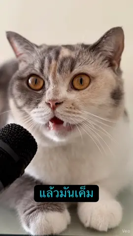 สรุปเลียอะไร ? #แมวฮานะ #แมวตลกๆ #แมวไม่คบ #แมวฮาๆ 