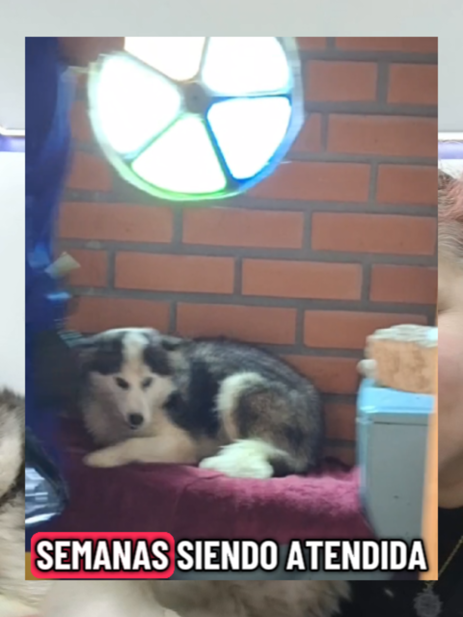 Sigamos salvando vidas 💛 sigamos sacando perritos de las calles   #apadrinarsalvavidas #hogarparaperritos #perritos #cuenca_ecuador🇪🇨❤ 